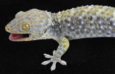 Granite w-Yellow Knees M (134)LR_3DS1499.jpg