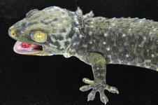 Granite w-Yellow Knees M (134)LR_3DS1490.jpg