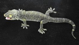 Granite w-Yellow Knees M (134)LR_3DS1483.jpg