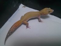 Female Blood Eclipse Cross poss het Tremper Albino (solid black eyes).jpg