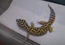 Male giant jungle 100% het tremper albino (poss super giant).jpg