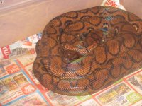 BRB after shed 004.jpg