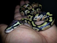 pastel female 1st hatched.jpg