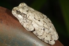 tree_frog_05_2013_01.jpg
