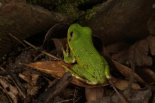 tree_frog_05_2013_02.jpg