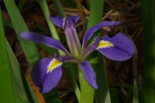 flowers_2013_01.jpg