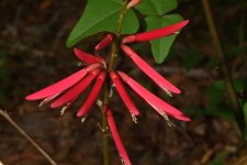 flowers_2013_04.jpg