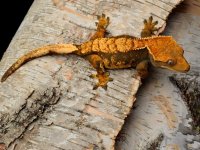 north geck.JPG