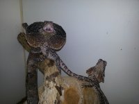 20130308_141658.jpg 20130308_141658.jpg