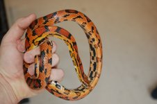 CornFemale5.jpg