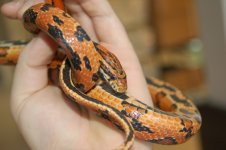 CornFemale6.jpg