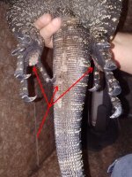 female-A.jpg