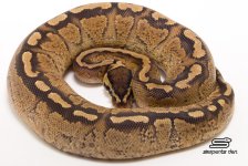 Super Paint after shed.jpg