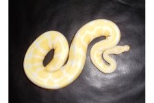 Albino.jpg