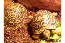 Leopard tortoises.jpg