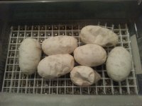 Dimpled Eggs.jpg
