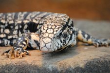 tegu.jpg