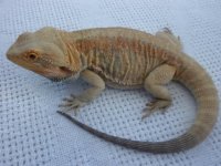 Hercules (2).jpg