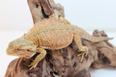 IMG_7276.jpg