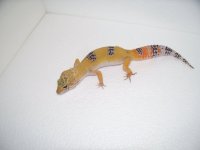 pics 013.jpg