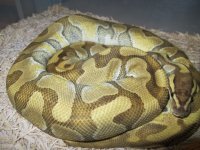 Lesser Enchi.jpg