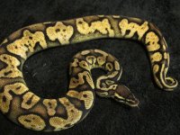 Pastel Calico.jpg