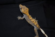 DSC_0449.jpg