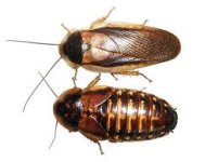Dibia pair.jpeg