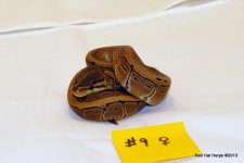 Pinstripe Female 9.JPG