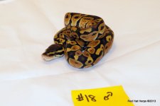 Pastel Male 18.JPG