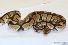 Pastel Male 1.JPG
