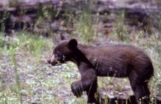 Black-bear-cub.jpg