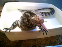 lucien tounge.jpg