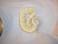 Allie (Albino).JPG