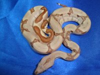 2013 Baby Boas 007 Male 1.JPG