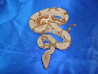 2013 Baby Boas 006 Male1.JPG