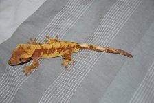 DSC_0289.jpg