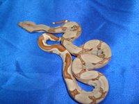 2013 Baby Boas 004 Male 1.JPG