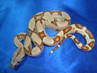 2013 Baby Boas 011 Male2.JPG