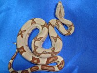 2013 Baby Boas 010  Male2.JPG