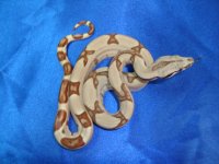 2013 Baby Boas 009 Male 2.JPG