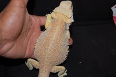 DSC_9253.jpg