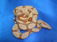 2013 Baby Boas 012  Female.JPG