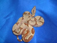 2013 Baby Boas 013  Female.JPG