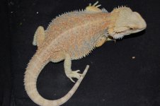 DSC_9255.jpg