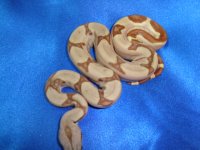 2013 Baby Boas 014  Female.JPG