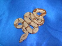 2013 Baby Boas 015  Female.JPG