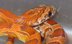 close up.jpg