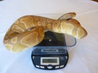 caramelalbino2m.JPG