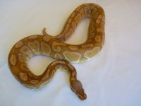 caramelalbinom.JPG